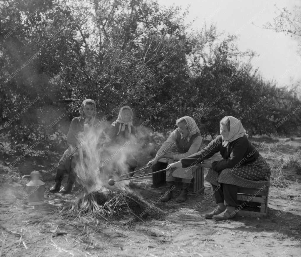 Mezőgazdaság - Almaszüret Dánszentmiklóson - Pihenő a tábortűznél