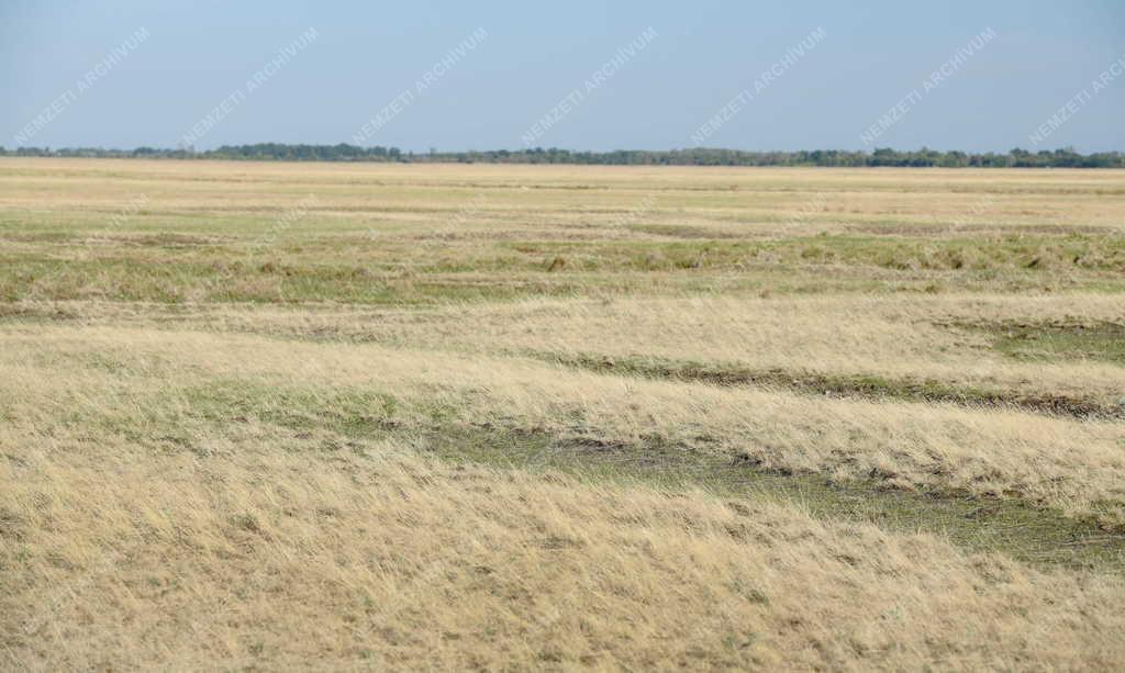 Mezőgazdaság - Aszály - Kiszáradt hortobágyi legelő