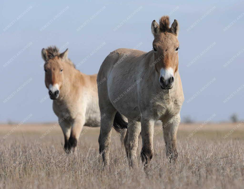 Állattenyésztés - Przewalski-lovak a Hortobágyi Nemzeti Park