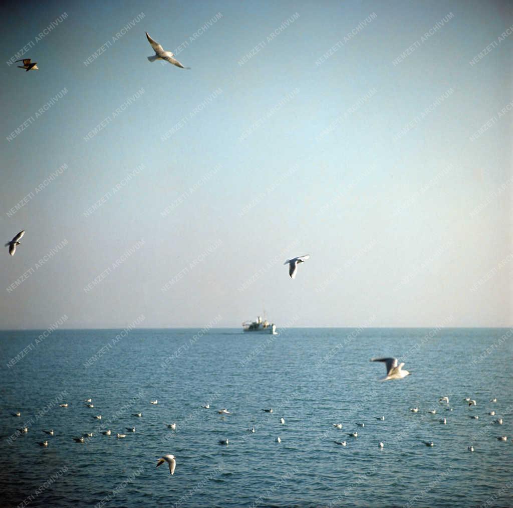 Természet - Balaton