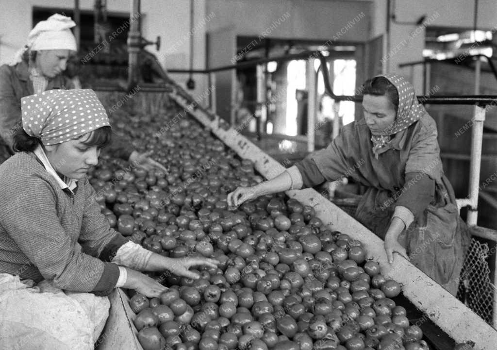 Élelmiszeripar - Paradicsom befőzés a Budapesti Konzervgyárban