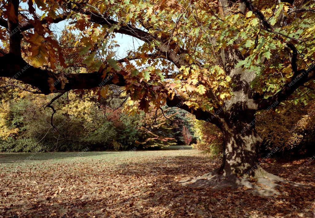 Természetvédelem - Szarvasi arborétum