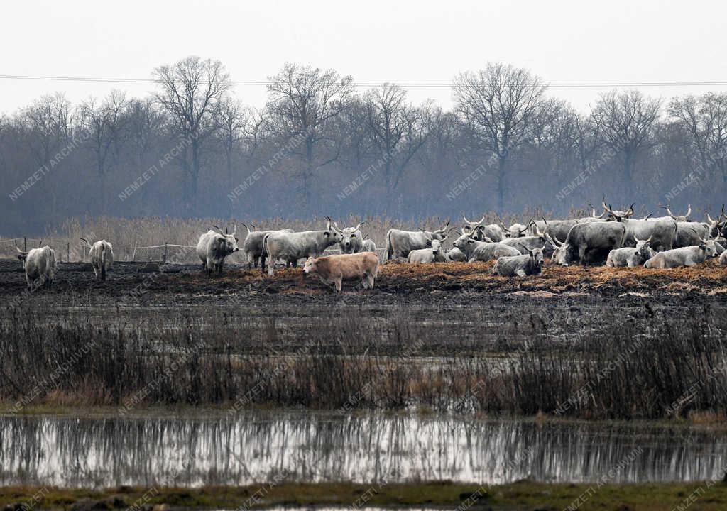 Időjárás - Balmazújváros - Belvíz Hajdú-Bihar megyében