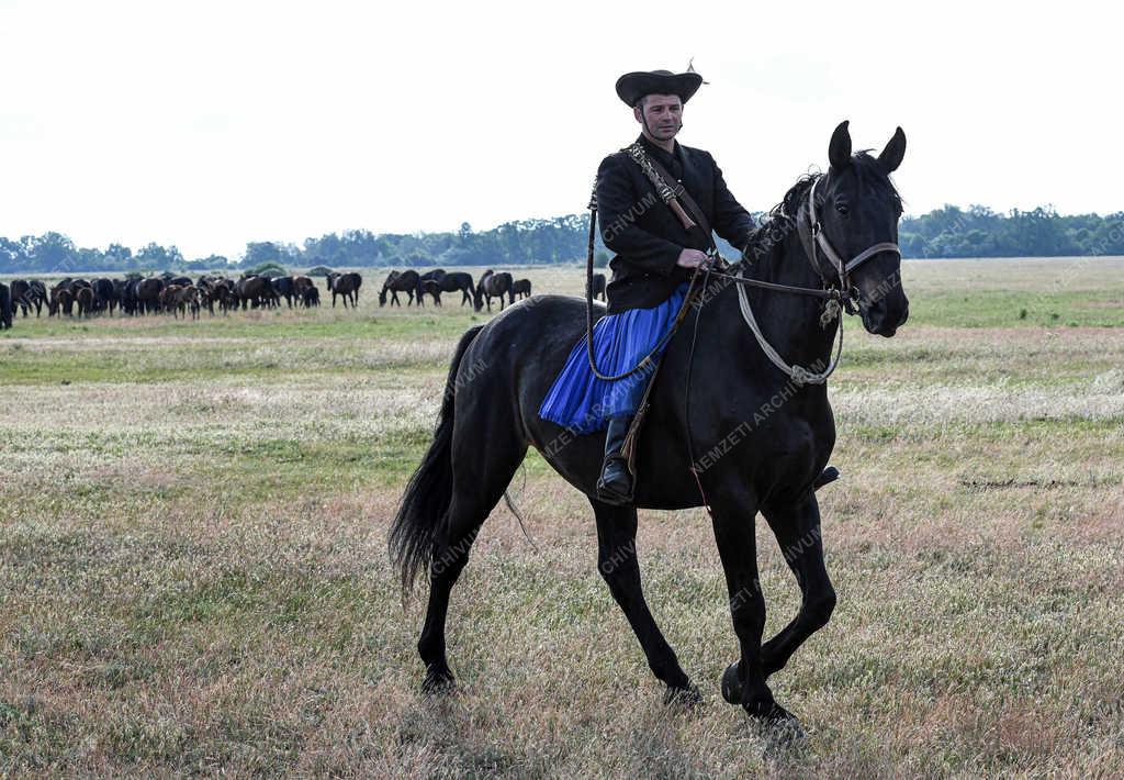 Állattartás - Hortobágy - Nóniusz lovak 