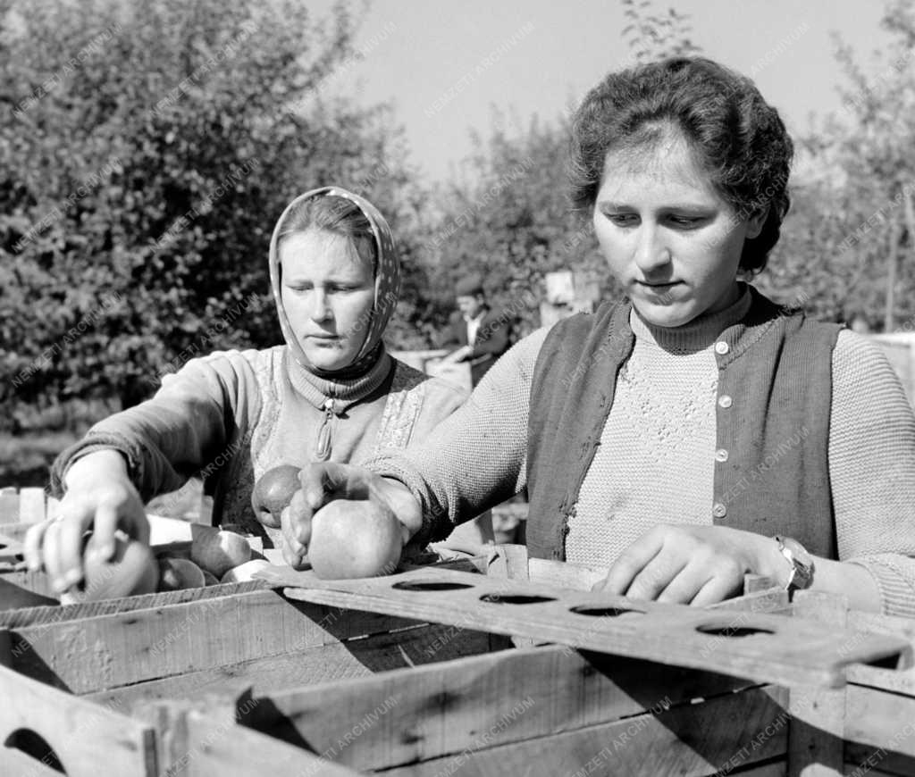 Mezőgazdaság - Almaszüret a nyírkarászi Május 1. Tsz-ben