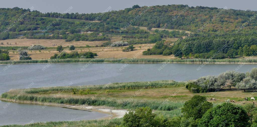 Természet - Tihany - Belső-tó csökkent vízmennyisége