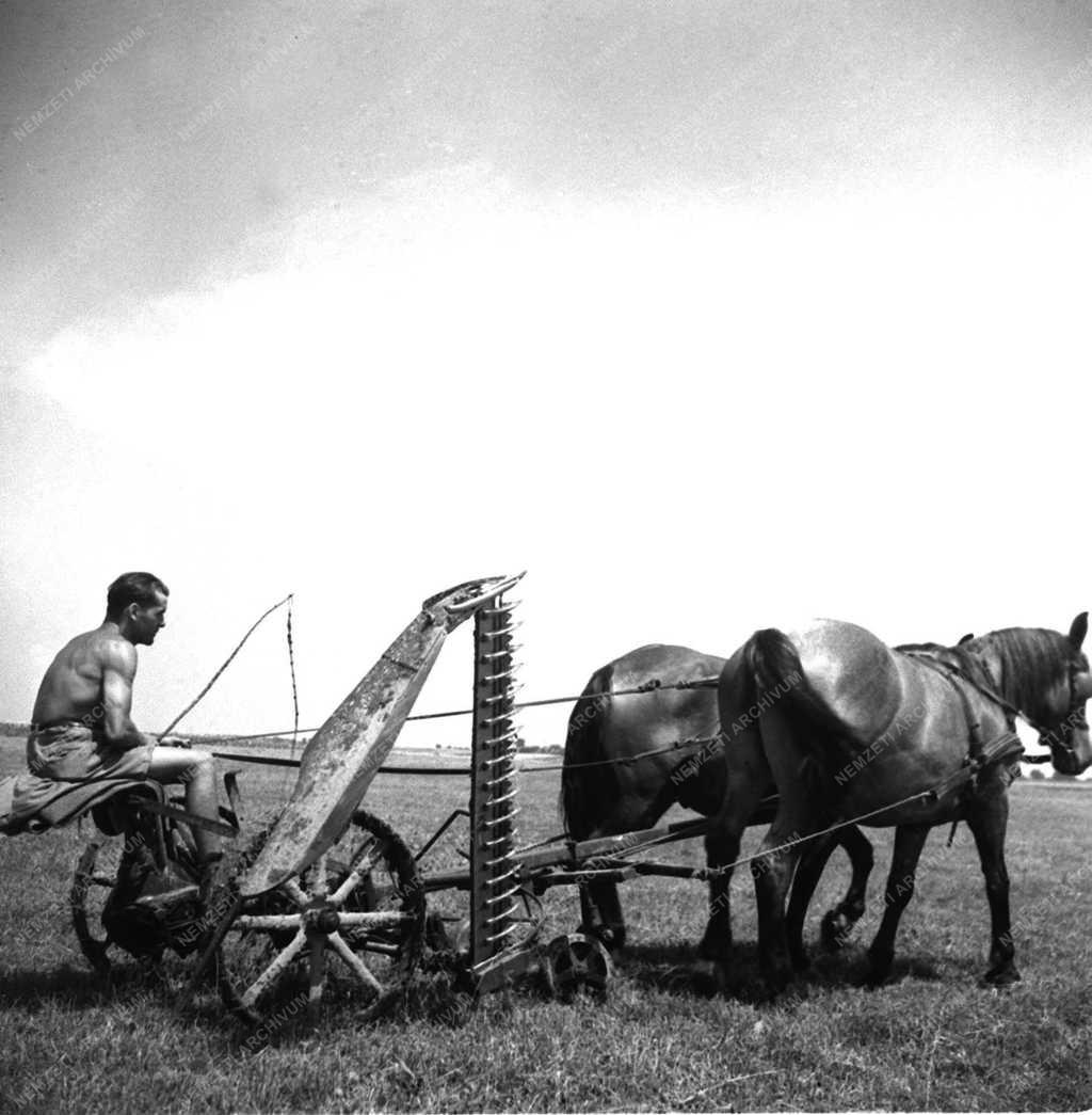 Mezőgazdaság - Mezőgazdasági munka