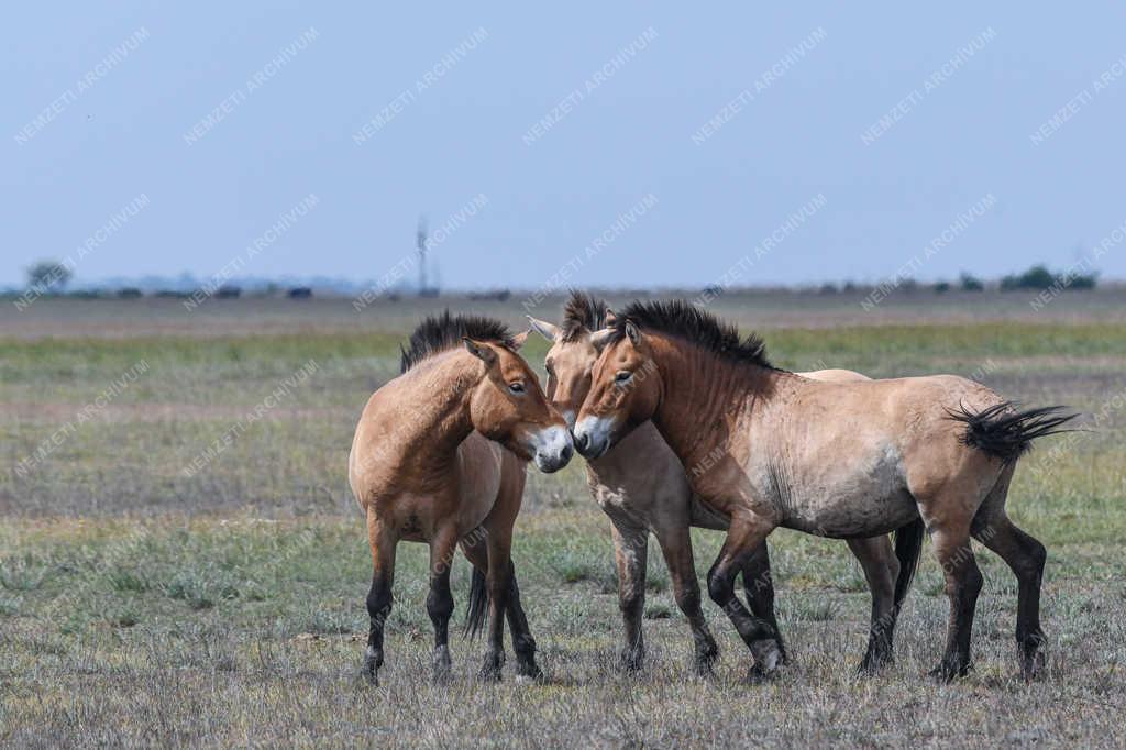 Állatvilág - Hortobágy - Przewalski-lovak