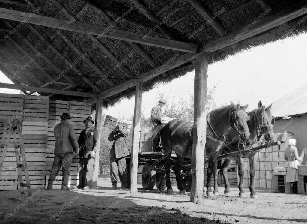 Mezőgazdaság - Almaszüret a Balkányi ÁG-ban