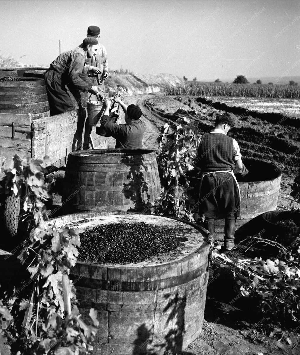 Gazdaság - Soproni Haladás TSZ - Szüret