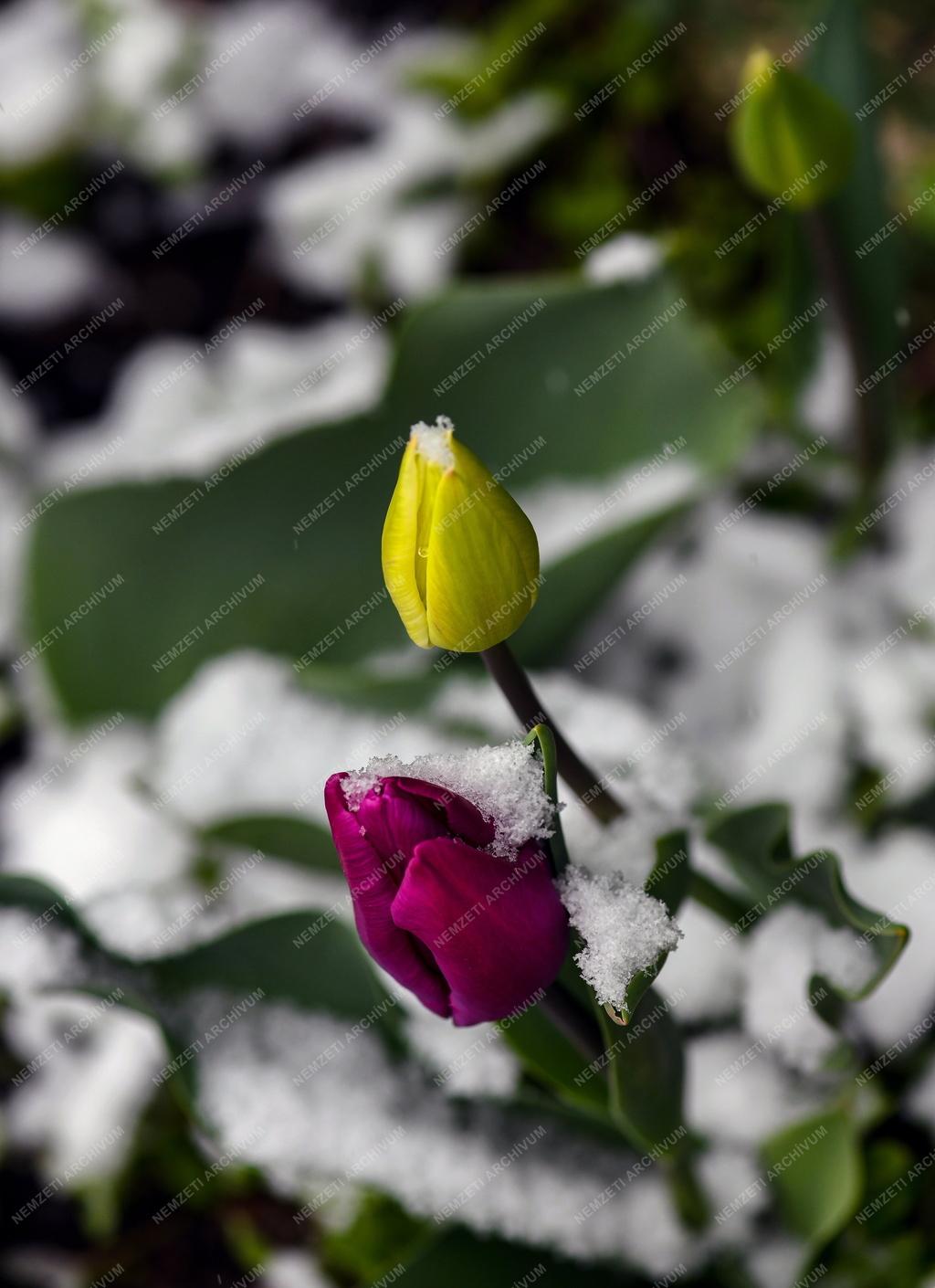 Természet - Időjárás - Havas húsvéti tulipán