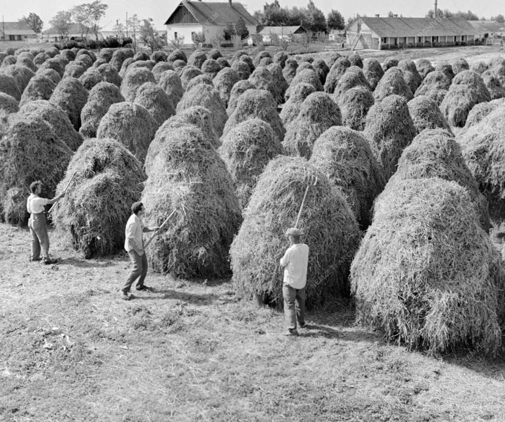 Mezőgazdaság - Túrkevei Vörös Csillag Termelőszövetkezet 