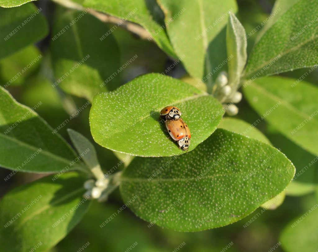 Természet - Budapest - Harlekin katica