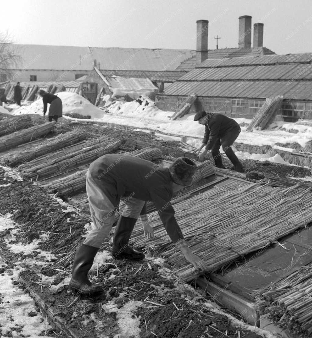 Mezőgazdaság - Alsógödi Egyesült Törekvés Termelőszövetkezet