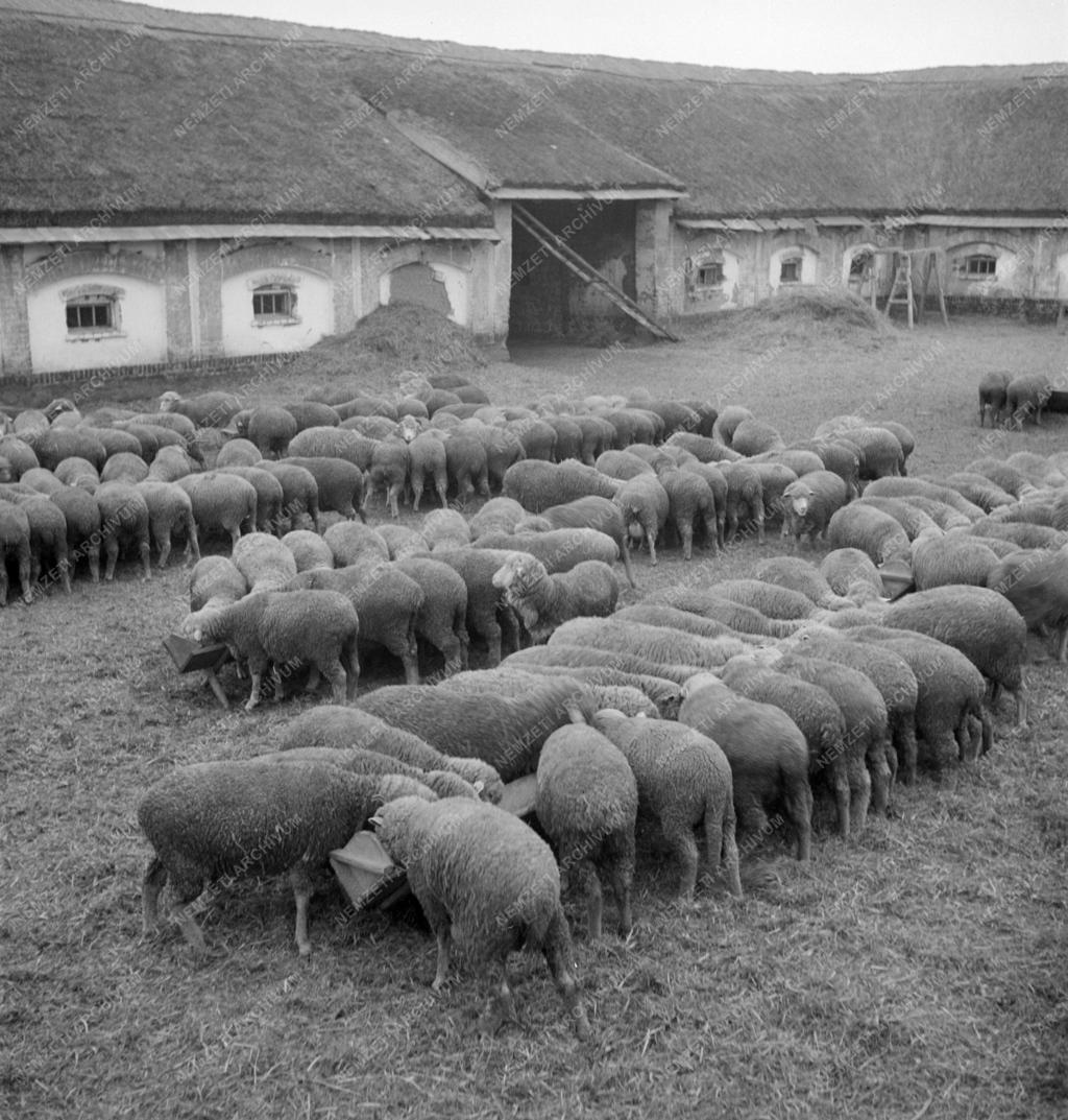 Mezőgazdaság - Mezőhegyesi ÁG