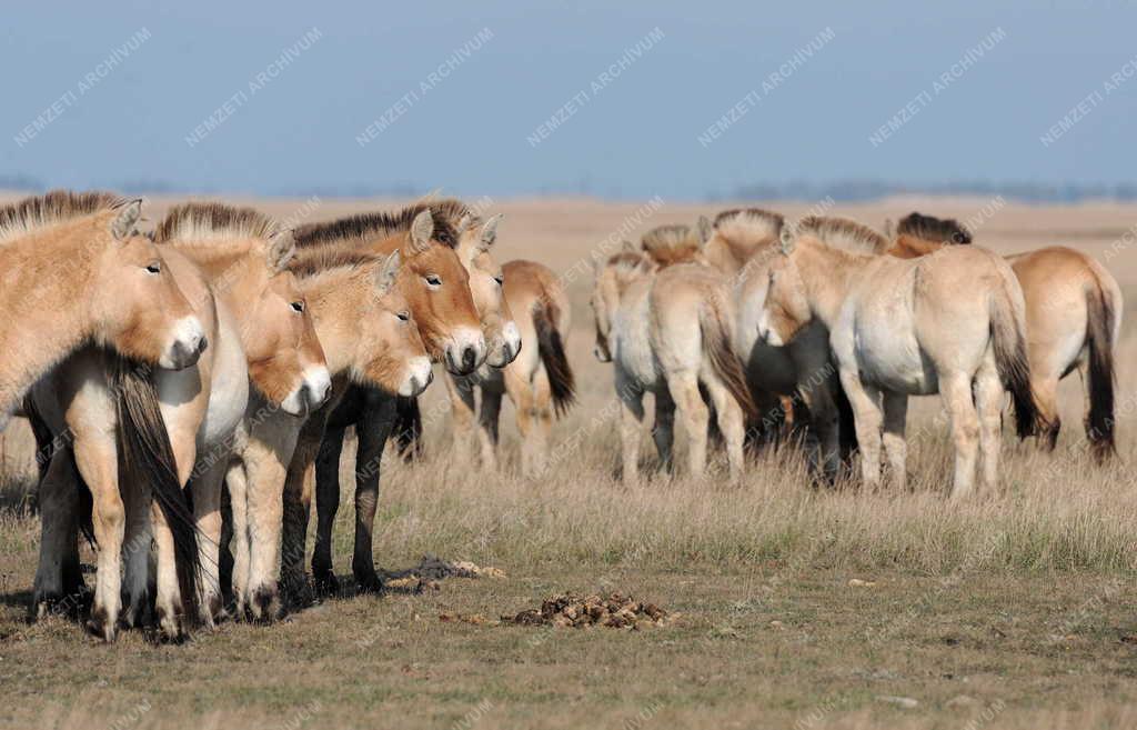 Állattenyésztés - Przewalski-lovak a Hortobágyi Nemzeti Parkban