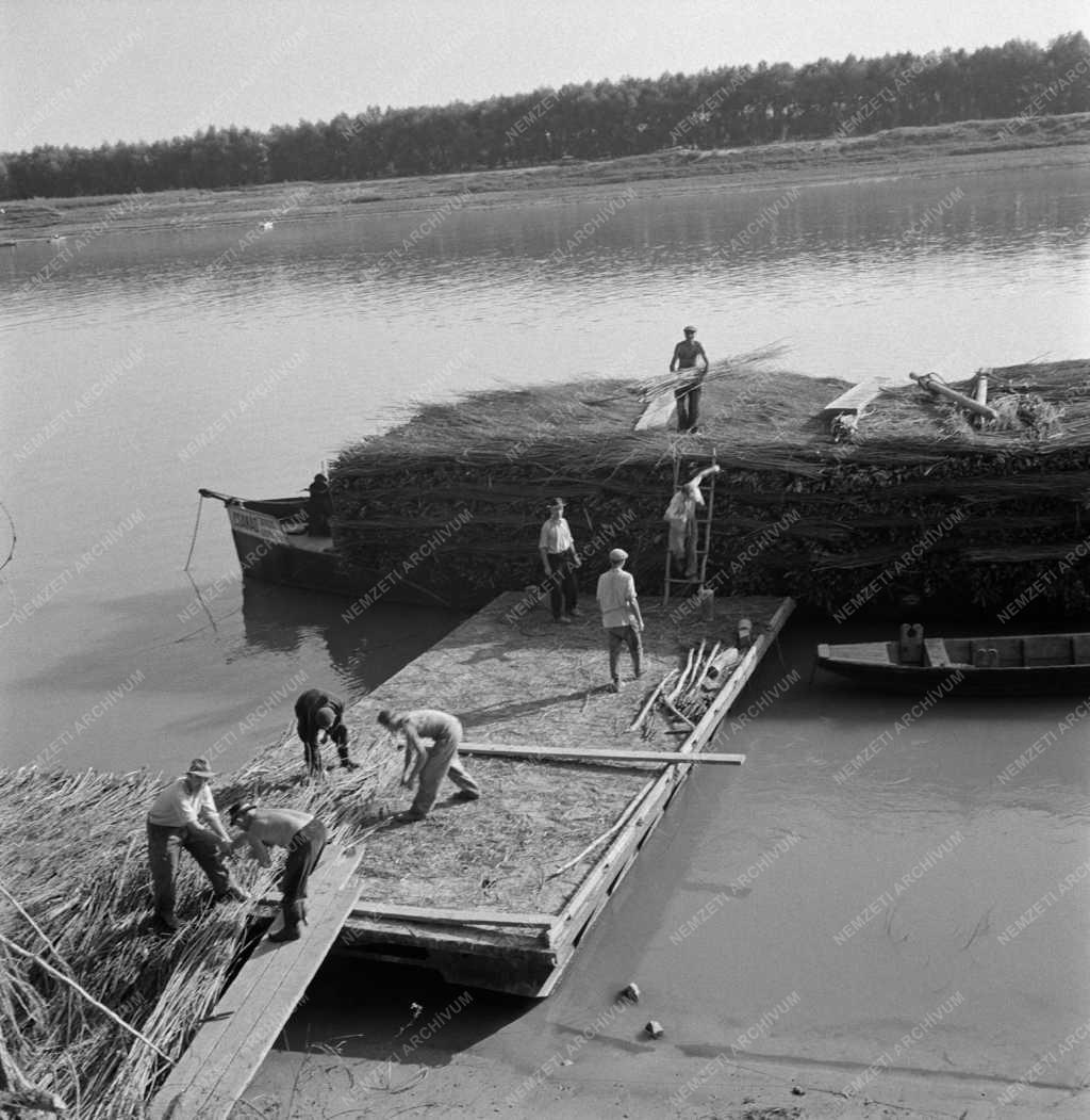 Természetvédelem - Rőzsepokróccal védik a Tisza-partot Szegednél