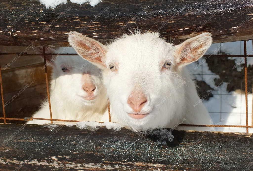 Állatvilág - Zebegény - Kecskegidák