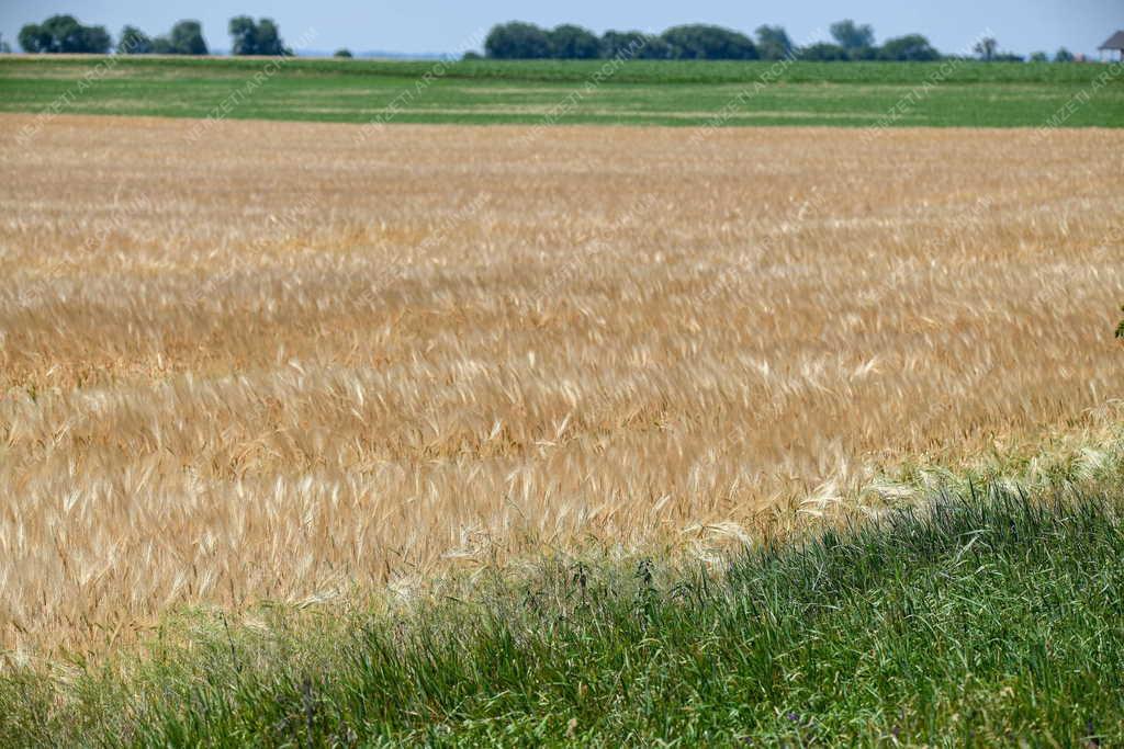 Mezőgazdaság - Kényszerérett az őszi árpa Hajdúböszörménynél