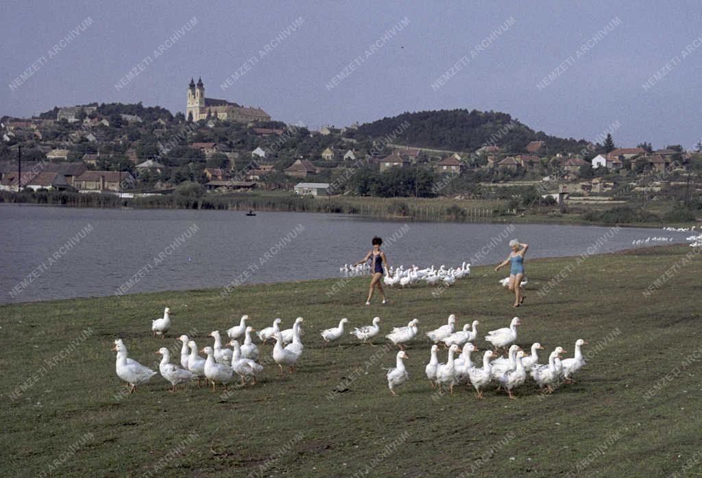 Tájkép - Életkép - Liba legeltetés a tihanyi Belső-tónál