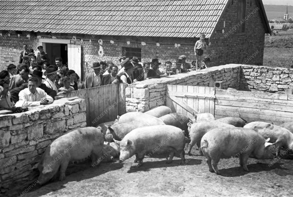 Mezőgazdaság - Parasztküldöttség az ürömi Béke Tsz-ben