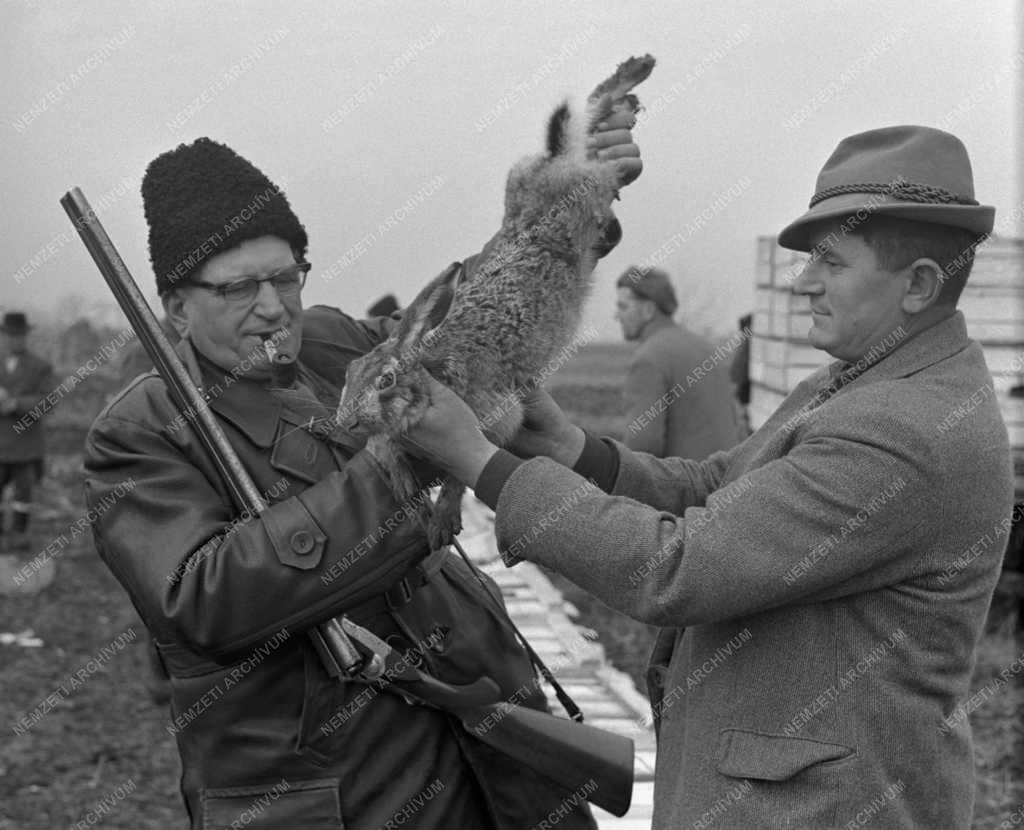 Vadászat - Megkezdték az élővad befogást Szolnok megyében