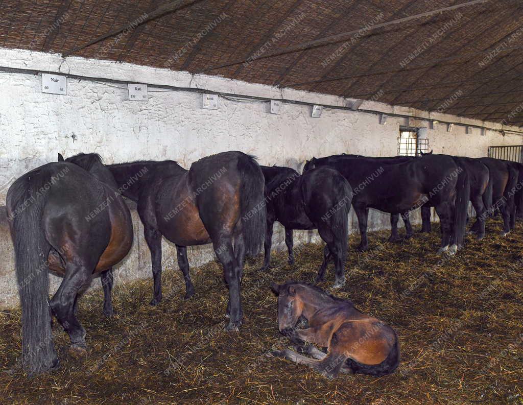 Mezőgazdaság - Állattenyésztés - Nóniusz csikók születnek a mátai ménesnél