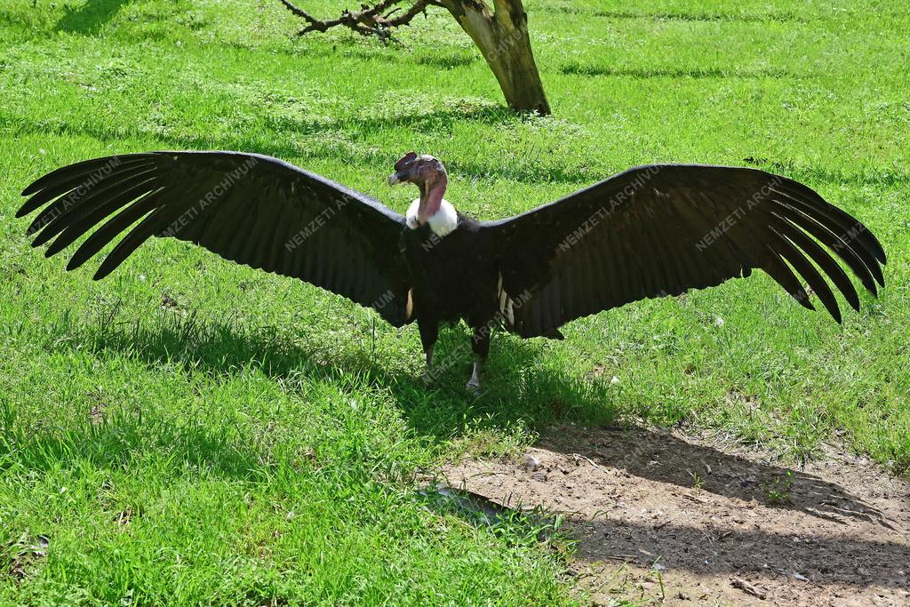 Állatvédelem - Nyíregyházi Állatpark