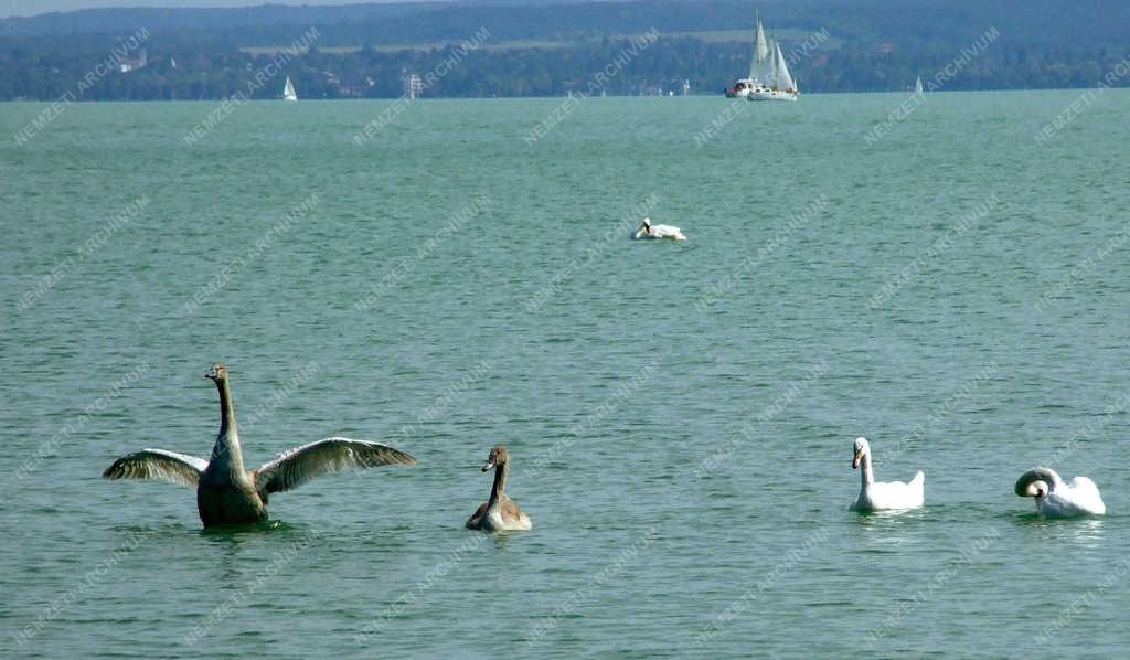 Életkép - Balatonfüred - Hattyúcsalád a tó vizén