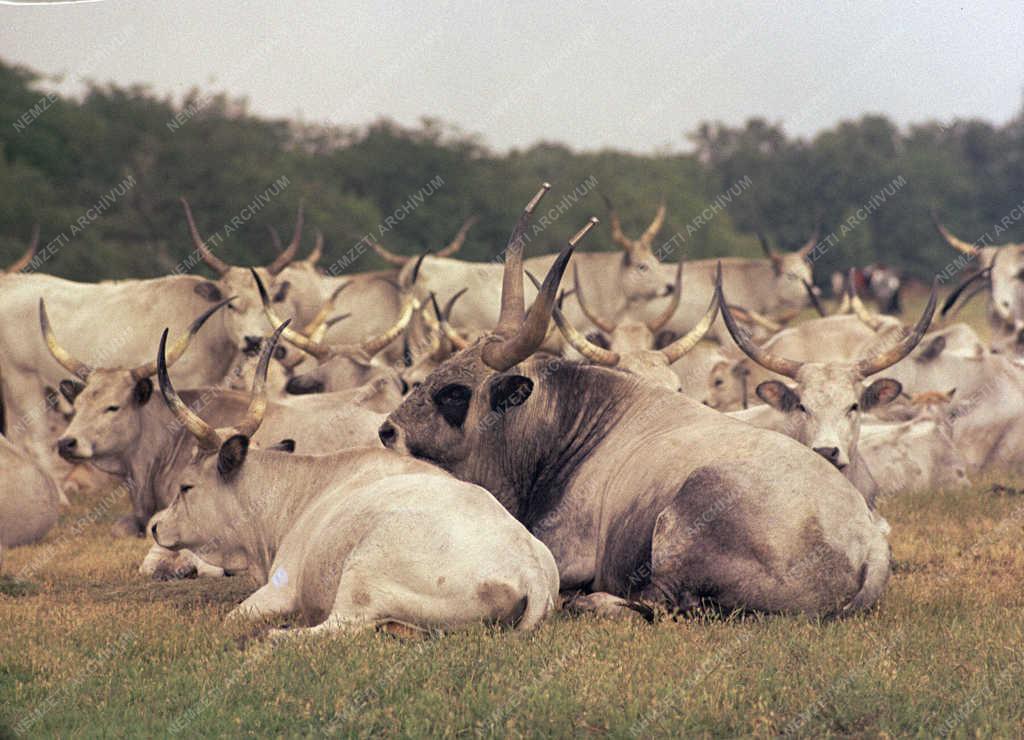 Tájkép - Mezőgazdaság - Magyar szürkemarha a Hortobágyon