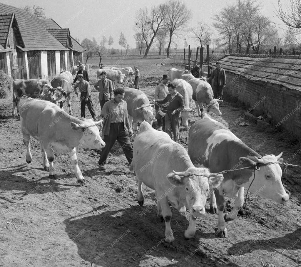 Mezőgazdaság - A pósfai Szabadság Tsz