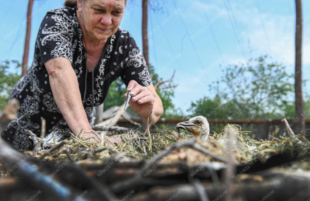 Állatvilág - Hortobágy - Gólyák a Hortobágyi Madárkórházban