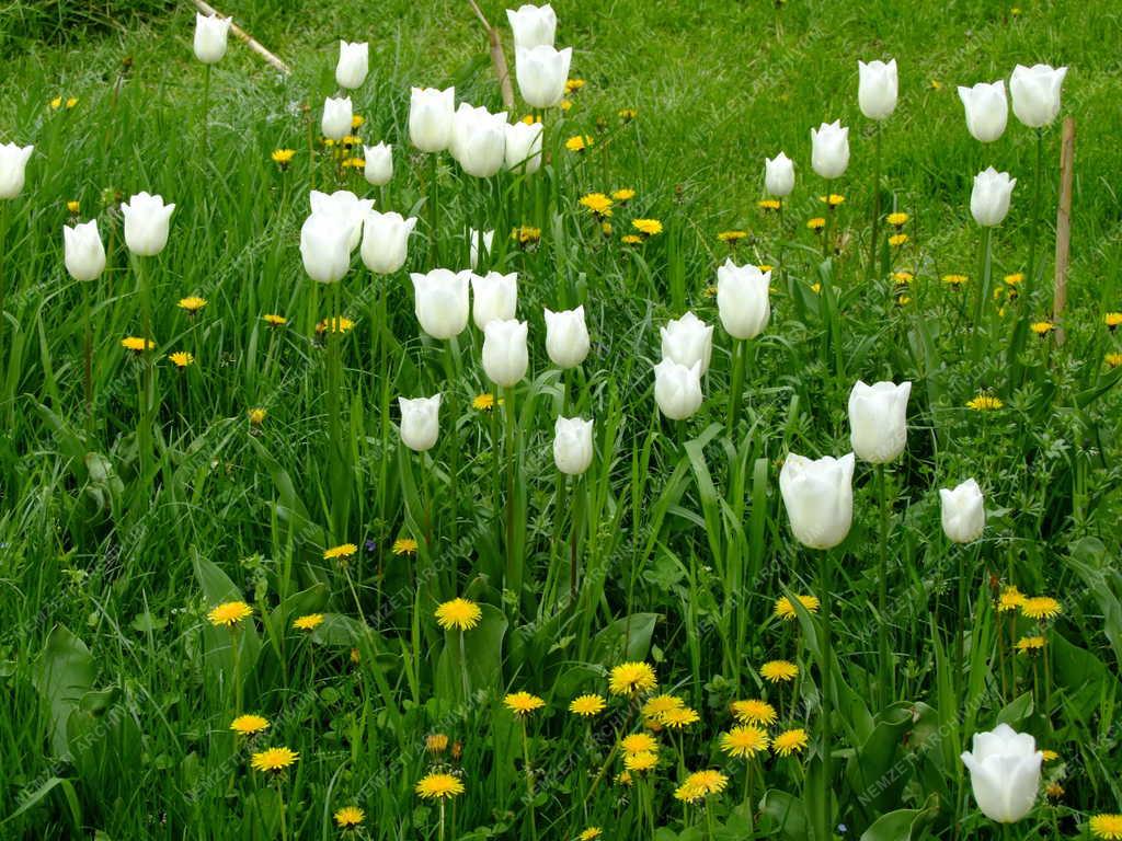 Növényvilág - Holland tulipán