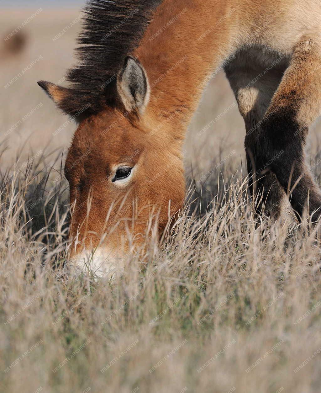 Állattenyésztés - Przewalski-lovak a Hortobágyi Nemzeti Parkban