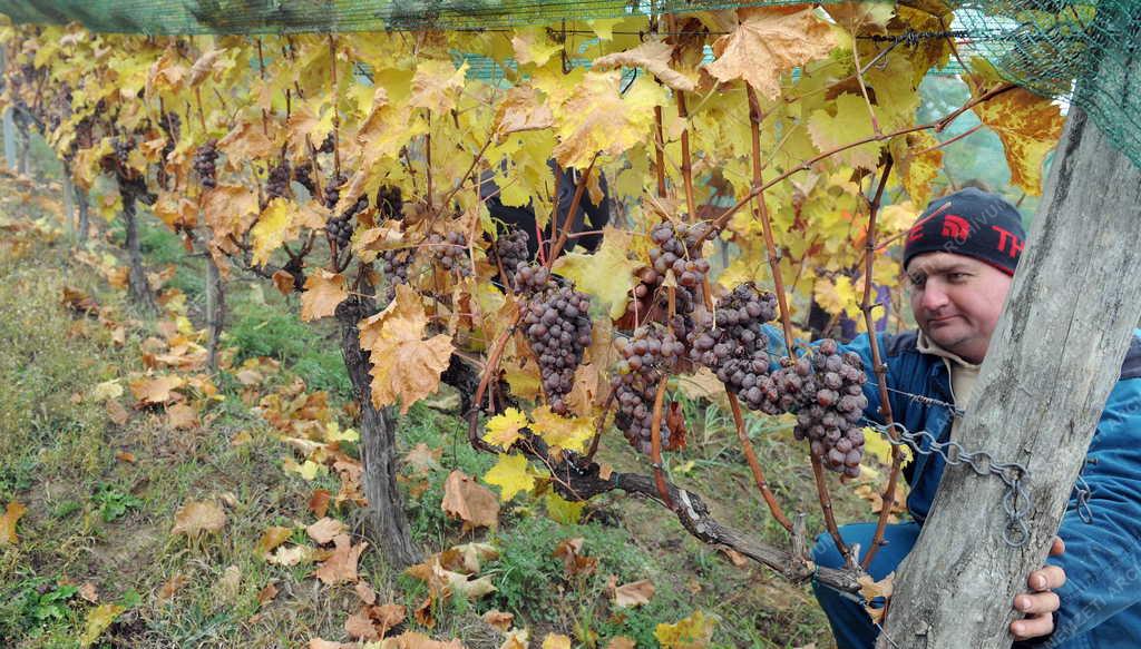 Borászat - Tokaj - A Paulay Borház szőlőültetvénye