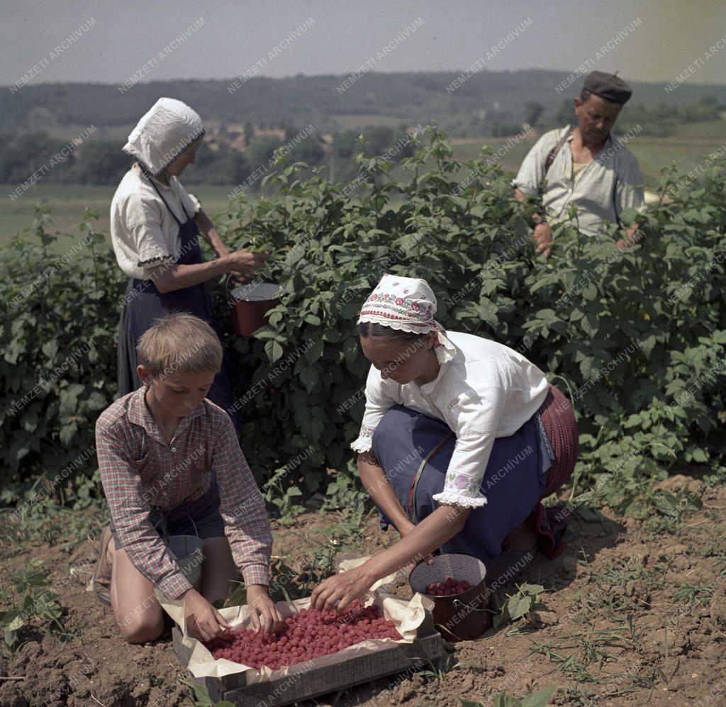 Mezőgazdaság - Málnaszüret a csővári Virágzó Tsz-ben