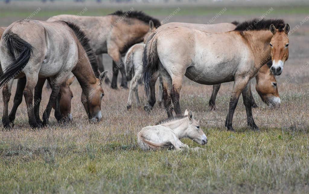 Állatvilág - Hortobágy - Przewalski-lovak