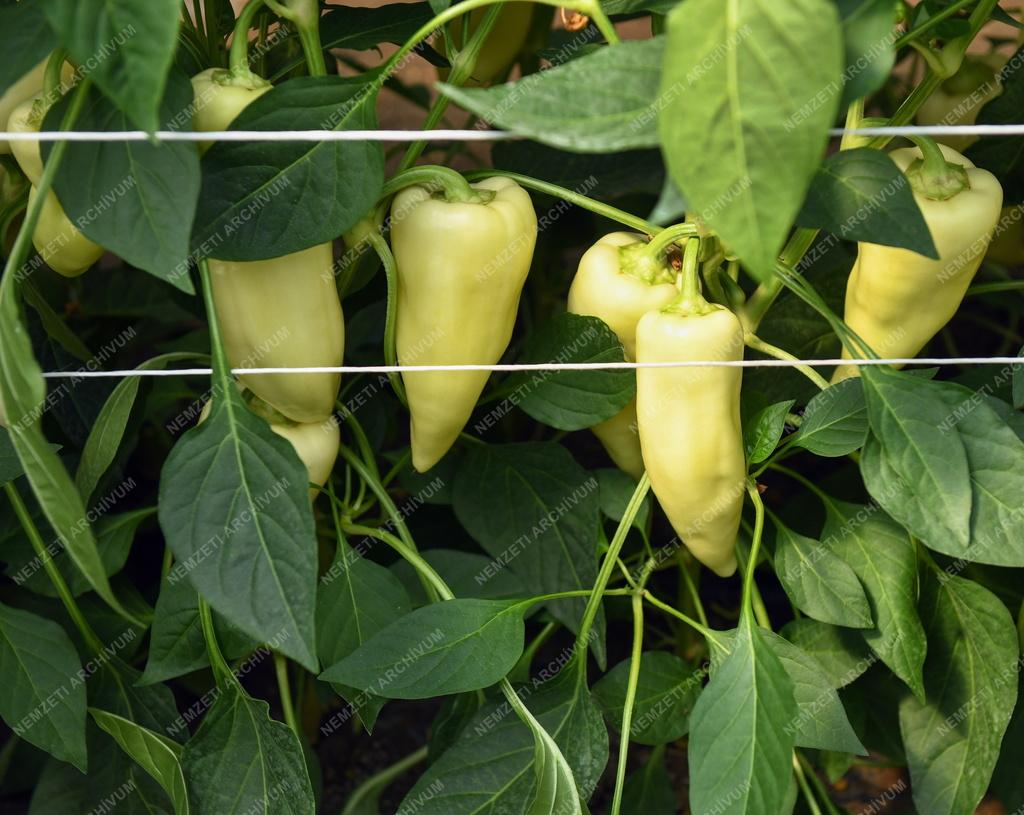 Mezőgazdaság - Primőr paprika Ebesről