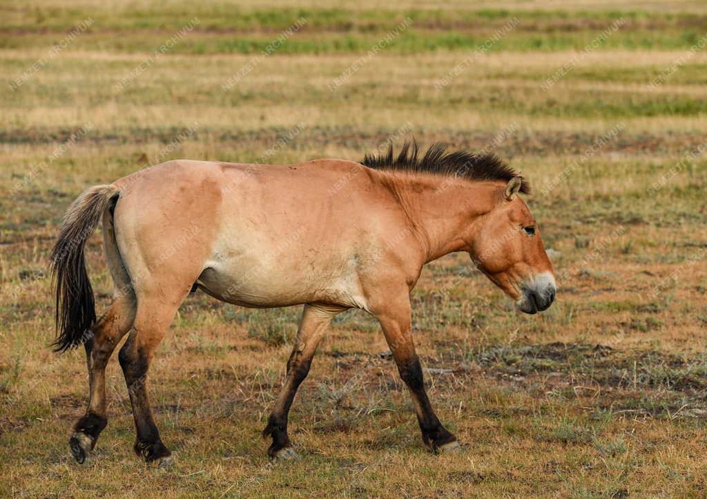 Mezőgazdaság - Állatvédelem - Przewalski-lovak a Hortobágyon