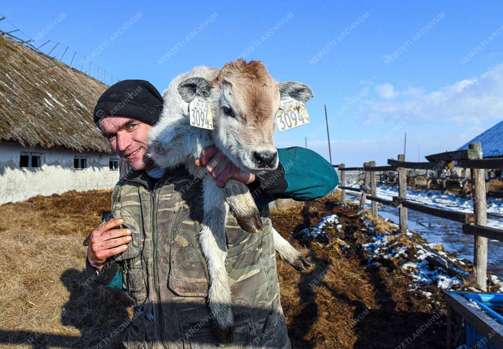 Állattartás - Hortobágy - Születnek a magyar szürkemarha borjak 