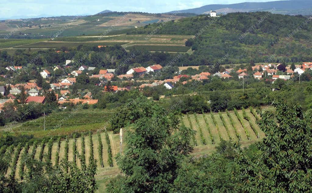  Településkép - Tarcal - A falu szőlőtáblák szomszédságában