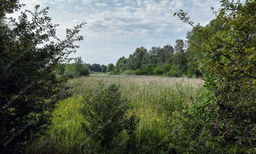 Természet - Időjárás - Kiszáradtak a tavak a debreceni Erdőspusztán