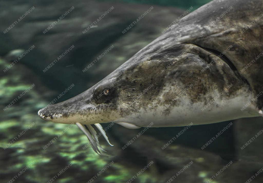 Tisza-tavi Ökocentrum akváriuma