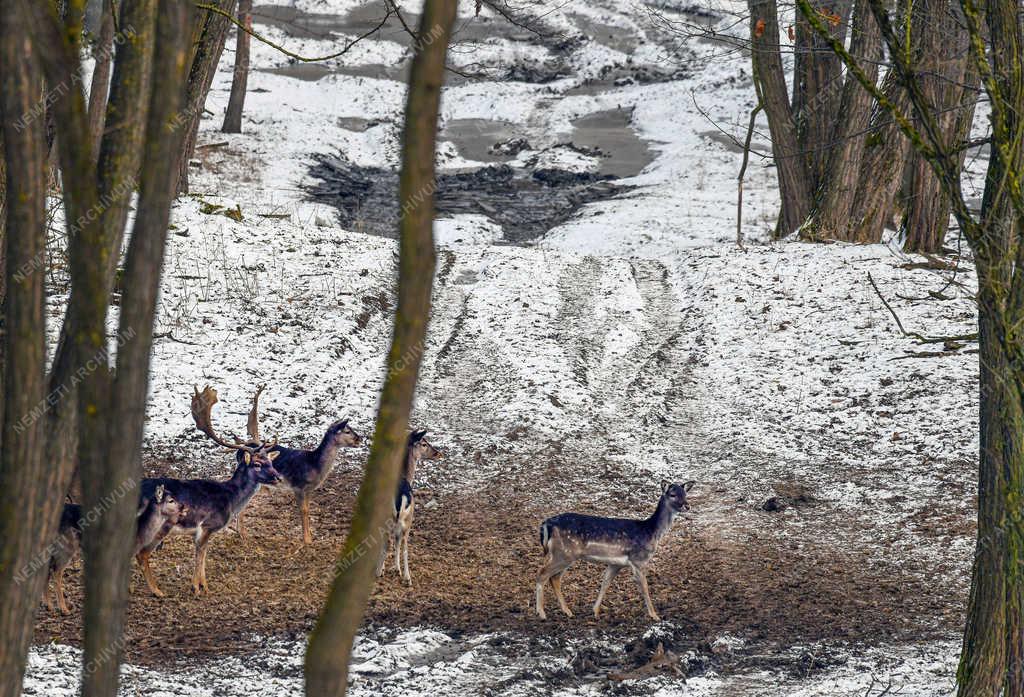 Vadgazdálkodás - Nyíradony - Dámvadak a téli erdőben