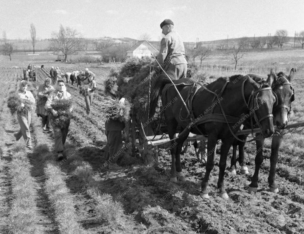 Mezőgazdaság - Budapesti Állami Erdőgazdaság mendei csemetekertje