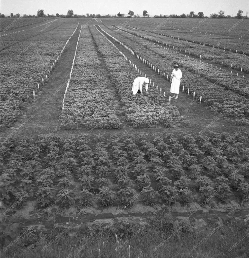 Agrártudomány - Délkelet-Dunántúli Mezőgazdasági Kísérleti Intézet