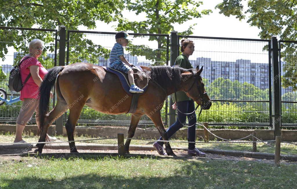 Életkép - Budapest - Pónilovaglás a Margitszigeti Vadasparkban