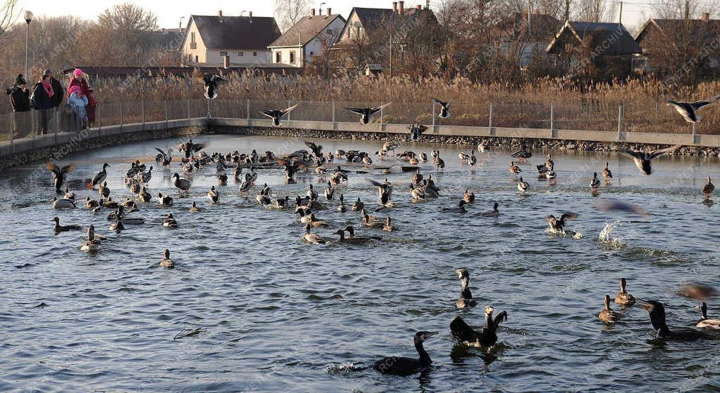 Természet - Poroszló - Tisza-tavi Ökocentrum