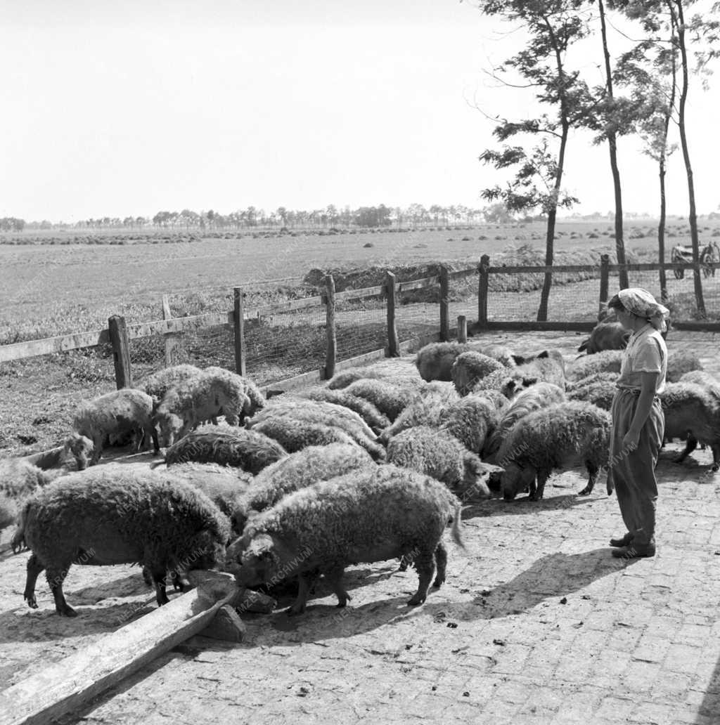 Mezőgazdaság - Állattenyésztés