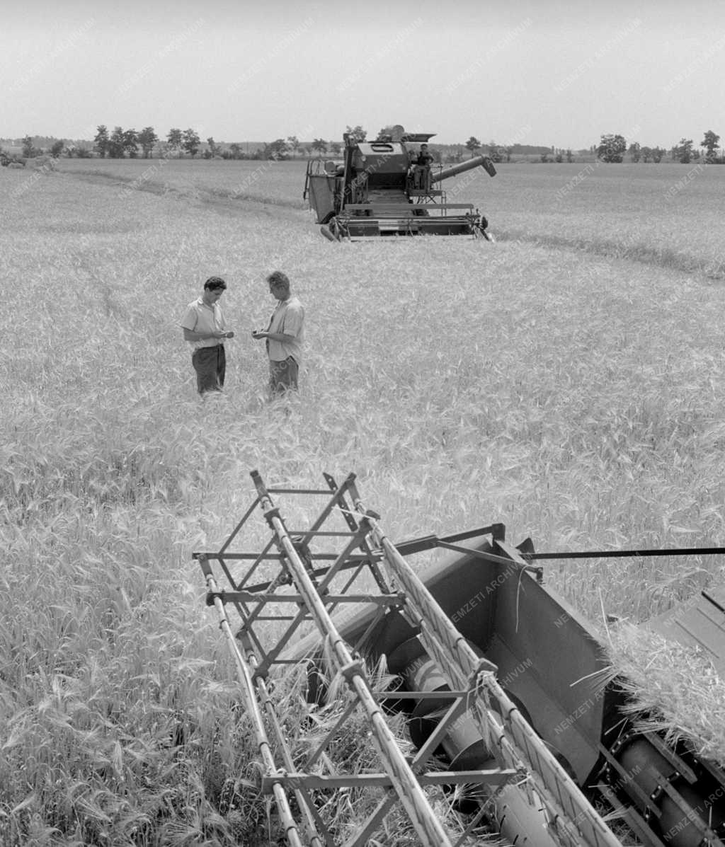 Mezőgazdaság - Aratás a Felgyői Állami Gazdaságban